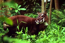 Alemania patrocina proyecto de conservación de biodiversidad en provincia vietnamita 