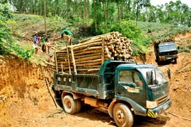 Establecerá Vietnam regulaciones sobre productos madereros 
