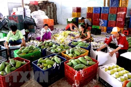 Ingresa Vietnam en seis meses monto multimillonario por exportaciones hortofrutícolas