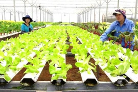 Registran en Vietnam 17 grandes proyectos de inversión en sector agrícola en 2019