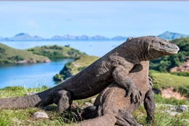 Reporta Indonesia avances en la preservación del dragón de Komodo