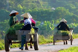 Reportan en Vietnam avances en la modernización de zonas rurales