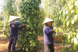 Registran las exportaciones de pimienta vietnamita a Europa resultados positivos