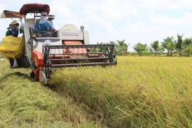 Disminuye Vietnam sus exportaciones de arroz