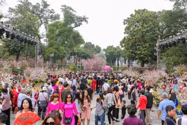 Buscan embajadora de buena voluntad en festival de flor de cerezo Japón-Hanoi 2019