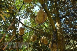 Se convierte Tailandia en mayor exportador mundial de durián