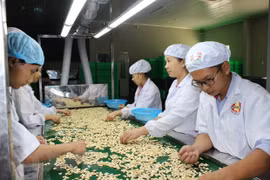 En alza las exportaciones del anacardo vietnamita a China