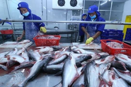 Aspira Vietnam a ingresar dos mil 400 millones de dólares por exportaciones del pescado Tra