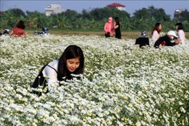 Atractivo jardín de margaritas en provincia vietnamita de Nam Dinh