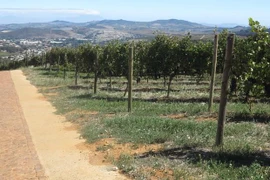 Exportará Sudáfrica uva fresca a Vietnam