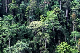 La reserva natural de Pu Luong, destino fascinante para aventureros en Vietnam