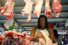 Sacrifican en Filipinas miles de cerdos por epidemia de Peste Porcina Africana