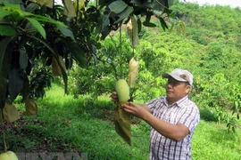 Exporta casi 80 millones en productos agrícolas provincia vietnamita de Son La 