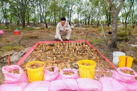 Descubren dos bóvedas con más de mil materiales explosivos en provincia vietnamita de Quang Tri