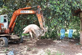 Prevé Gobierno de Vietnam apoyar a agricultores afectados por la peste porcina africana