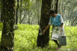 Acuerdan Tailandia, Indonesia y Malasia reducir exportaciones de caucho