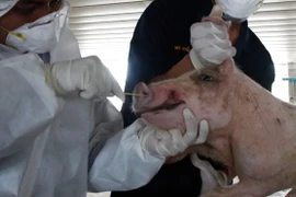 Detectan por primera vez en Laos peste porcina africana
