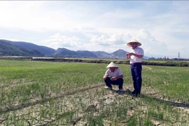 Alertan que la sequía puede afectar a más de 65 mil hectáreas de tierras agrícolas en el centro Vietnam. 