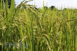 Se esfuerza Vietnam por responder al cambio climático