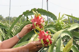 Intensifican Vietnam e Italia lazos en comercio y conservación de naturaleza