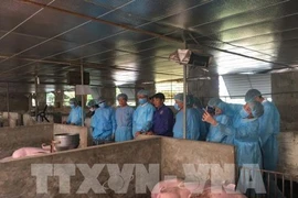 Dispuesta Alemania a compartir experiencias con Hanoi sobre lucha contra peste porcina africana 