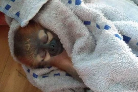 Vietnam consolida lucha contra el tráfico ilegal de la vida silvestre