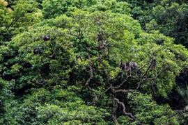 Establecen en provincia vietnamita reserva natural de Dong Chau-Khe Nuoc Trong