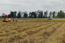 Provincia vietnamita de Bac Lieu expande cultivo de las mejores variedades de arroz del mundo