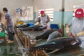 Exportaciones de atún de Vietnam a Italia registraron aumento de 8,5 por ciento en septiembre