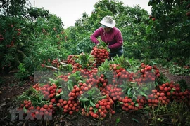 Provincia vietnamita de Bac Giang por promover consumo de lichi