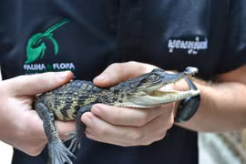 Descubren en Camboya crías de cocodrilo siamés casi extinto