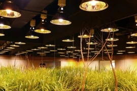 Registran en Estados Unidos equipo vietnamita de iluminación sin electricidad