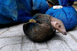 Cadena de suministro de animales silvestres aumenta riesgo de transmisión del coronavirus