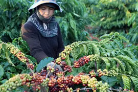 Disminuyen exportaciones de productos agrícolas vietnamitas