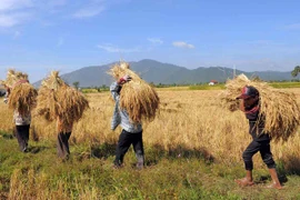 Intensifica Camboya asistencia financiera para sector agropecuario