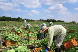 Provincia japonesa de Ibaraki, destino favorito para aprendices vietnamitas