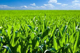Tailandia busca promover la agricultura verde