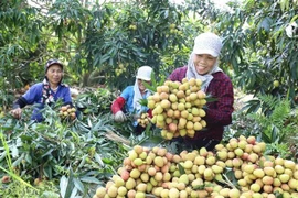 Optimista Vietnam sobre perspectivas económicas, destaca periódico alemán