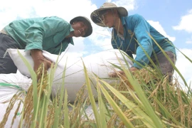 Vietnam figura en grupo de países con desarrollo humano alto