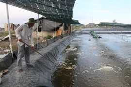 Buscan convertir a Bac Lieu en centro de industria camaronera de Vietnam