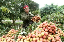 Vietnam y China impulsan intercambio comercial