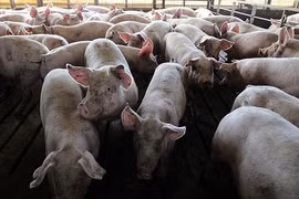 Empresas de Vietnam y Francia cooperan en producción de vacunas contra peste porcina africana