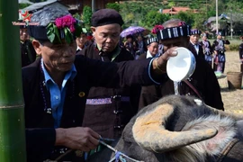 Rito dedicado al búfalo, tradición de la etnia Lu en Vietnam