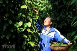 Decenas de contenedores de pimienta vietnamita atascados en Nepal