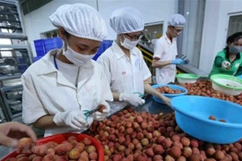 Vietnam y Japón buscan impulsar intercambio comercial