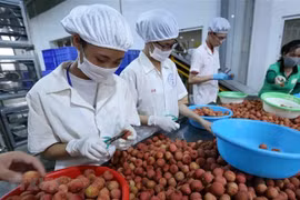 Vietnam y Japón buscan impulsar intercambio comercial