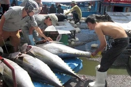 Abogan por incentivar en Vietnam el consumo doméstico de atún