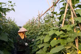 Sector agrícola aporta significativamente al crecimiento de la provincia de Vinh Phuc