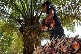 Malasia apelará ante la OMC sobre la restricción de la UE al aceite de palma