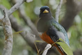 Colombia, paraíso de aves, en espera de turistas vietnamitas 